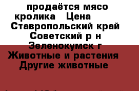 продаётся мясо кролика › Цена ­ 250 - Ставропольский край, Советский р-н, Зеленокумск г. Животные и растения » Другие животные   